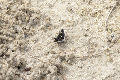 Heliothela