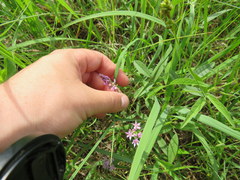 Orbexilum pedunculatum