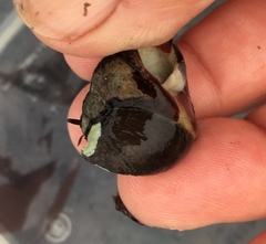 Crepidula adunca