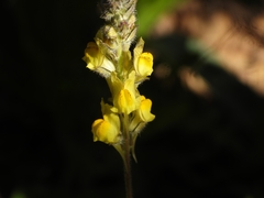 Linaria