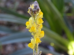 Linaria
