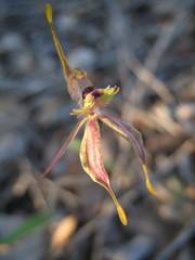 Caladenia plicata