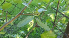 Magnoliopsida