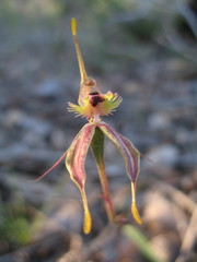 Caladenia plicata