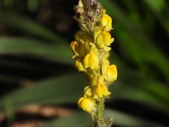 Linaria