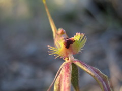 Caladenia plicata
