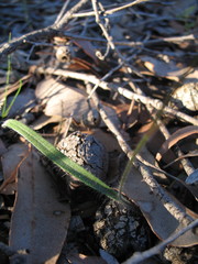 Caladenia plicata