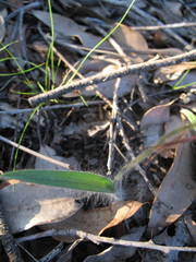 Caladenia plicata