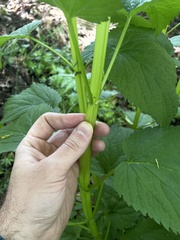 Agastache