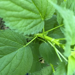 Agastache