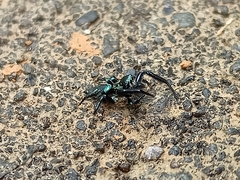 Thiania bhamoensis