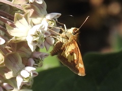 Polites peckius