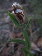 Pterostylis concava