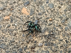 Thiania bhamoensis