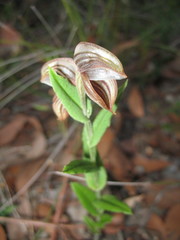 Pterostylis concava