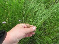 Eleocharis tenuis verrucosa