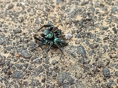 Thiania bhamoensis