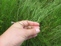 Eleocharis tenuis verrucosa