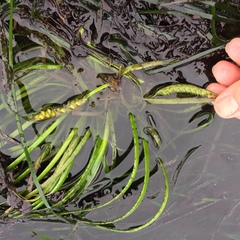 Phyllospadix scouleri