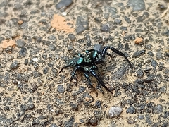 Thiania bhamoensis