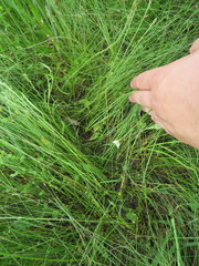 Eleocharis tenuis verrucosa