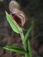 Pterostylis concava