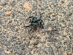 Thiania bhamoensis