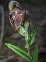 Pterostylis concava