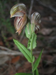 Pterostylis concava