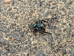 Thiania bhamoensis