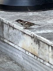 Passer domesticus