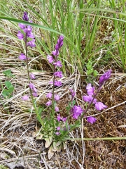Polygala amara