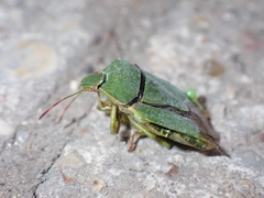 Palomena prasina