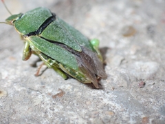 Palomena prasina
