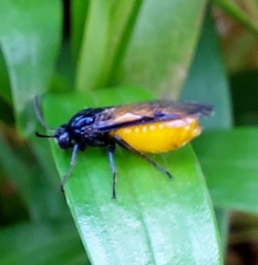 Arge pagana stephensii