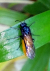 Arge pagana stephensii