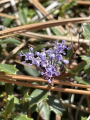 Ceanothus prostratus occidentalis
