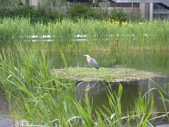 Ardea cinerea