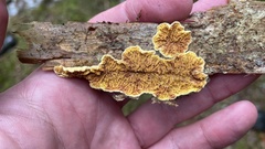 Pseudomerulius