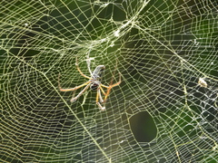 Trichonephila clavipes