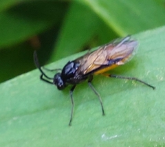 Arge pagana stephensii