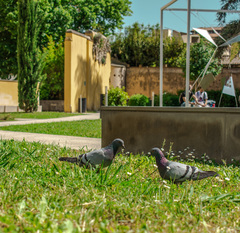 Columba livia domestica
