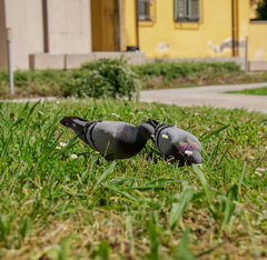 Columba livia domestica