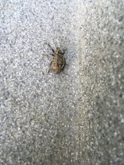 Liophloeus tessulatus