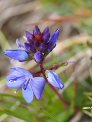 Veronica satureiifolia