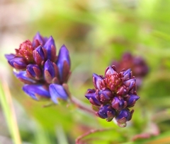 Veronica satureiifolia