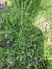 Myosotis verna