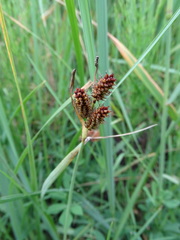 Carex flacca