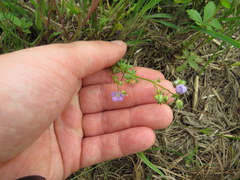 Phacelia glabra