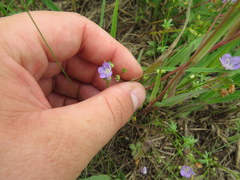 Phacelia glabra